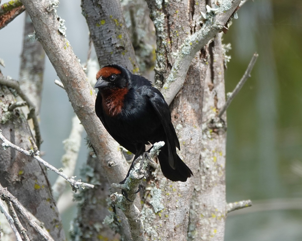 Chestnut-capped Blackbird - ML642031984