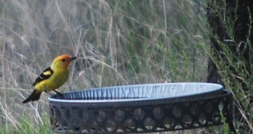 Western Tanager - ML642031989