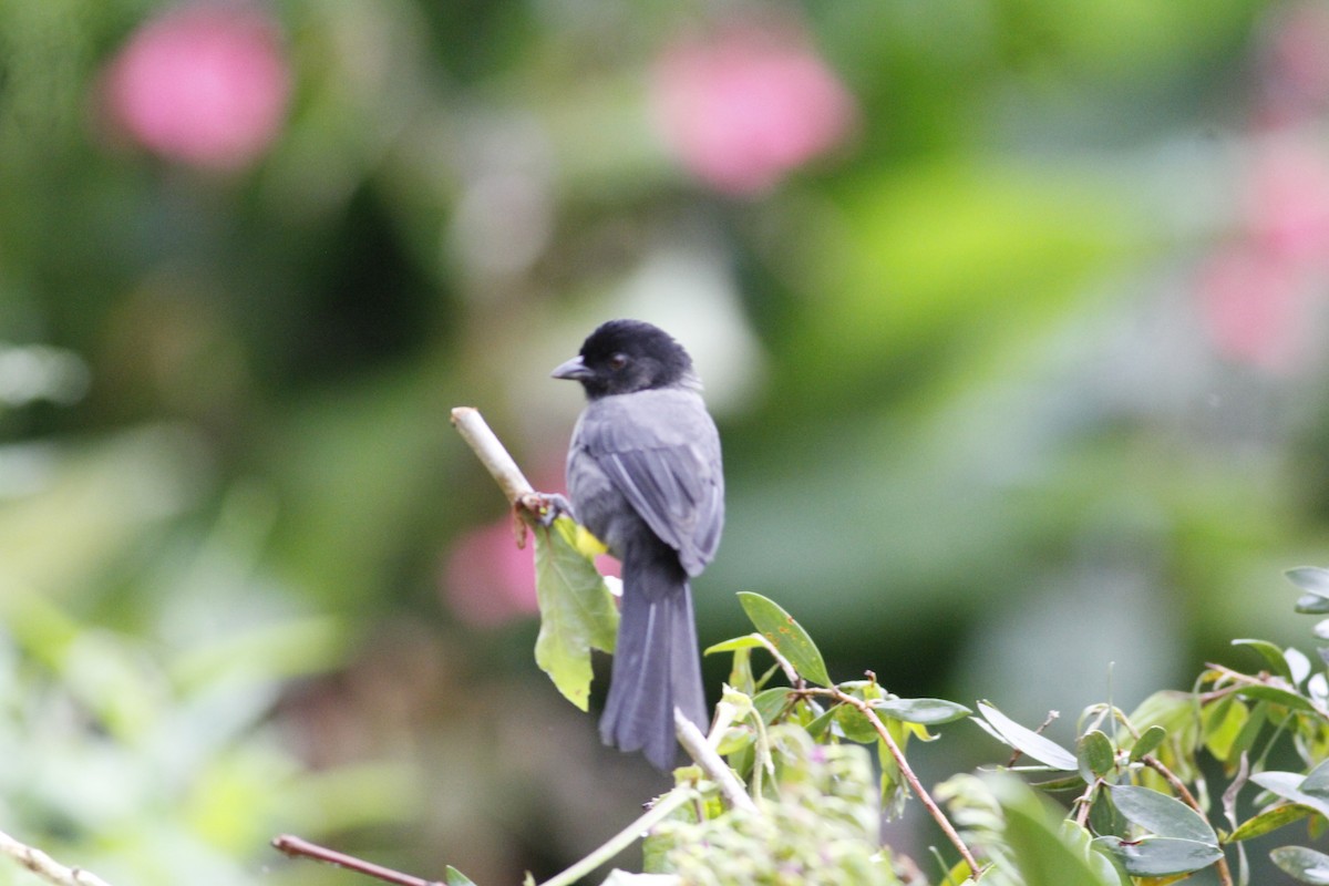 Yellow-thighed Brushfinch - ML642032016