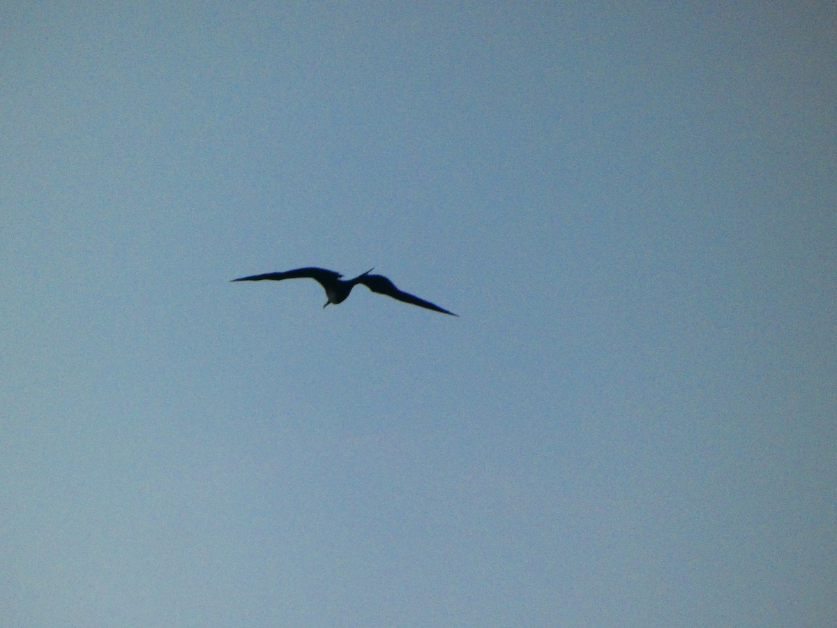Magnificent Frigatebird - ML642032037