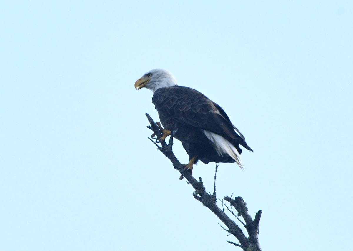 Bald Eagle - ML642032038