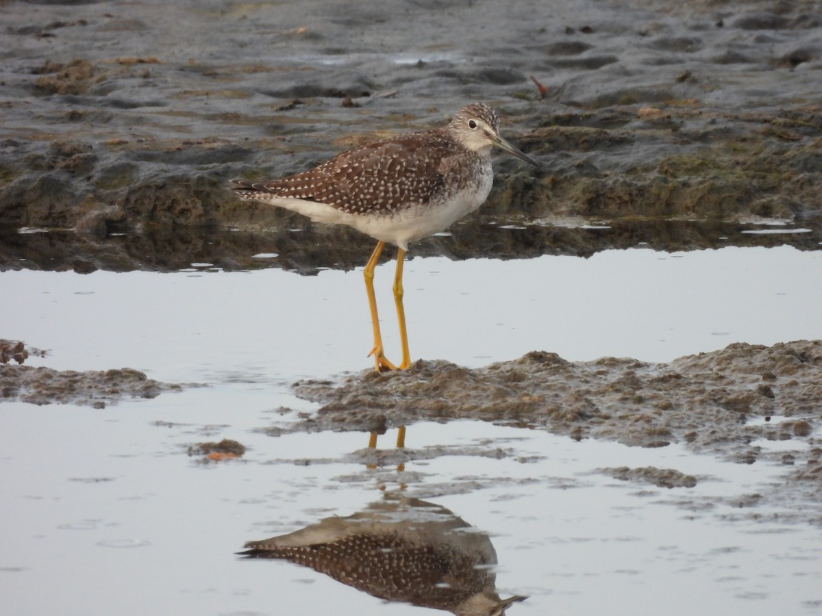 Greater Yellowlegs - ML642032045