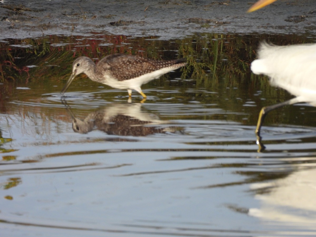 Greater Yellowlegs - ML642032046