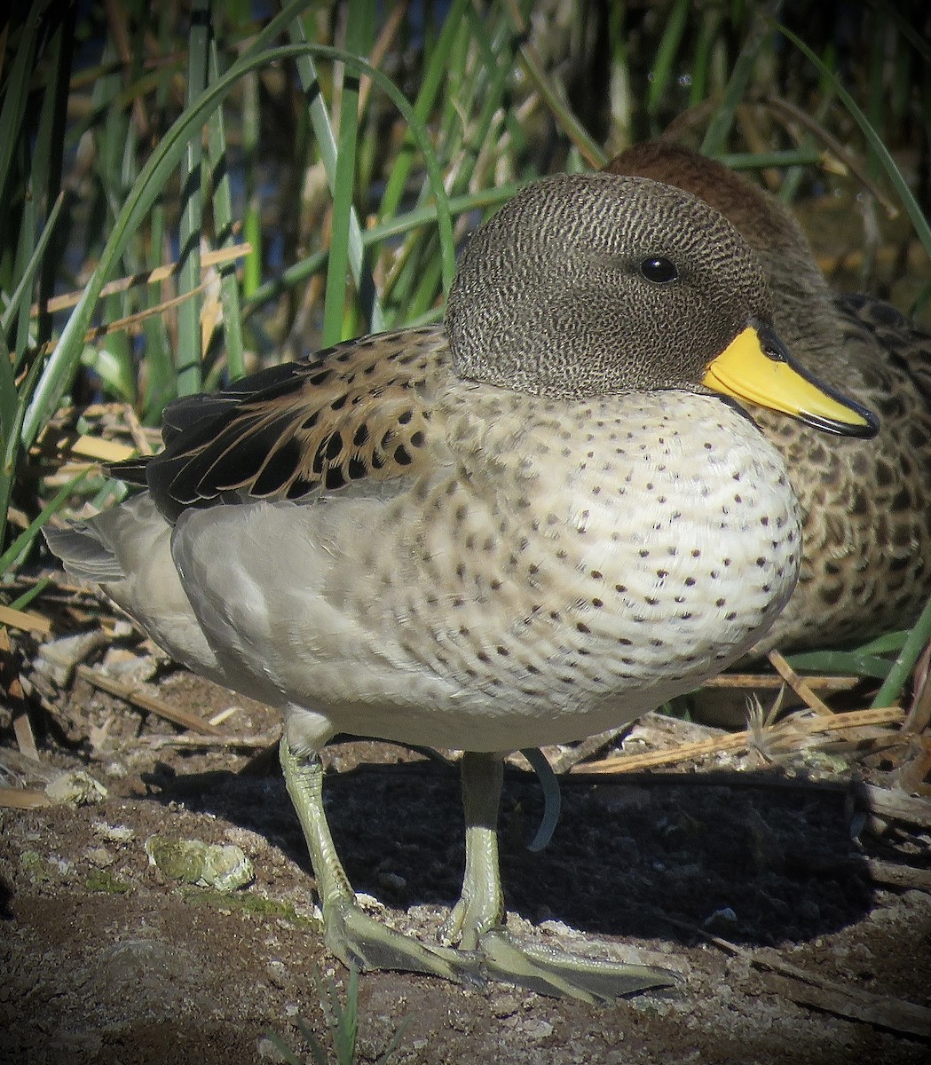 Yellow-billed Teal (oxyptera) - ML642032055