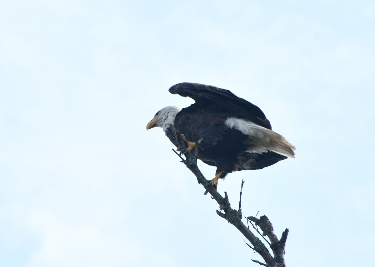 Bald Eagle - ML642032056