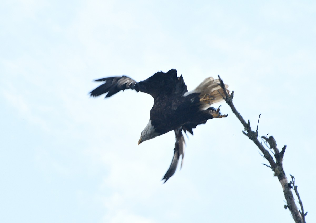 Bald Eagle - ML642032057