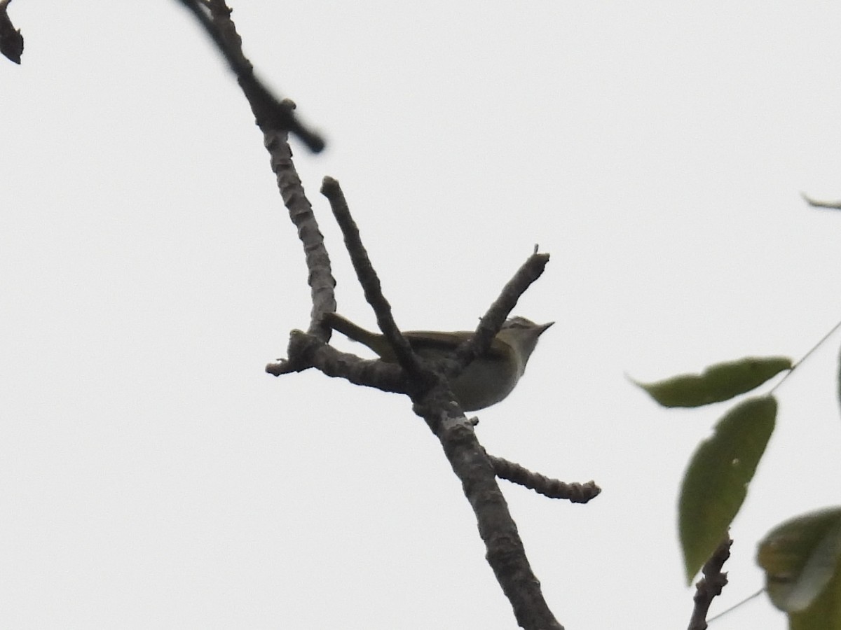 Vireo begigorria - ML642032058