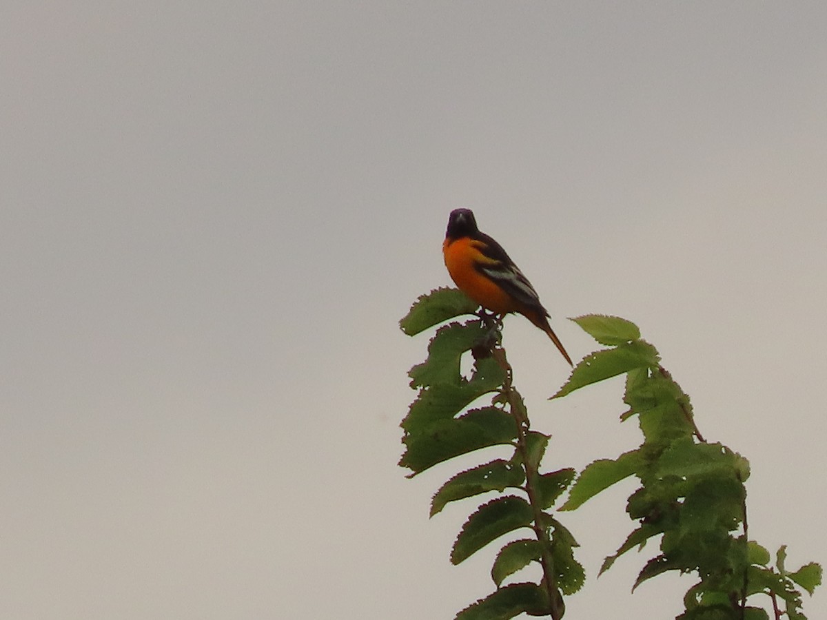 Baltimore Oriole - ML642032060