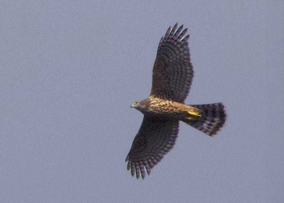 Aztore eurasiarra - ML642032067