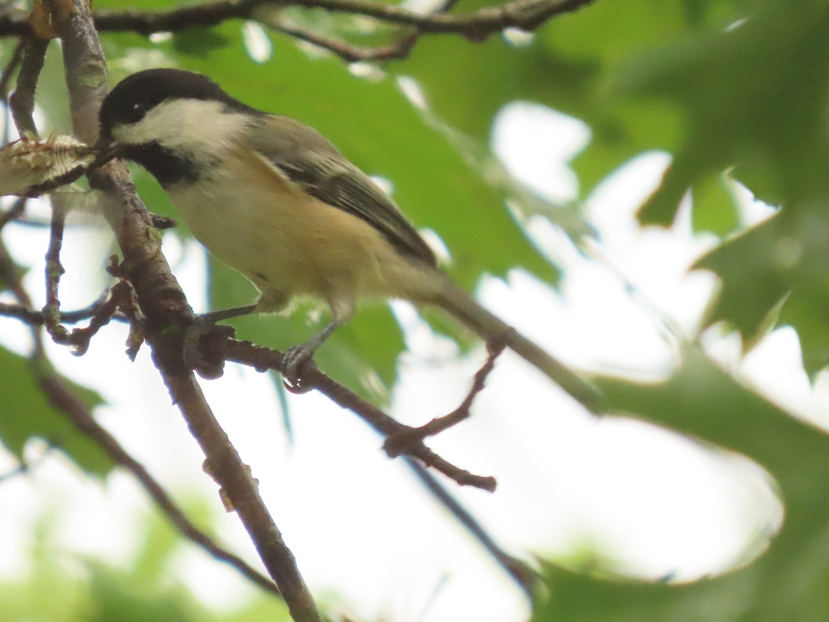Black-capped Chickadee - ML642032084