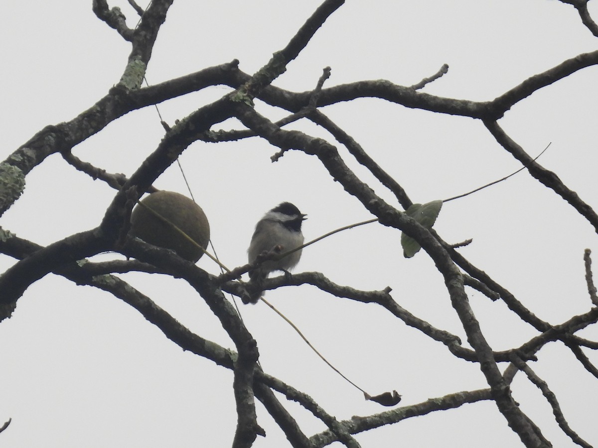 Carolina Chickadee - ML642032086