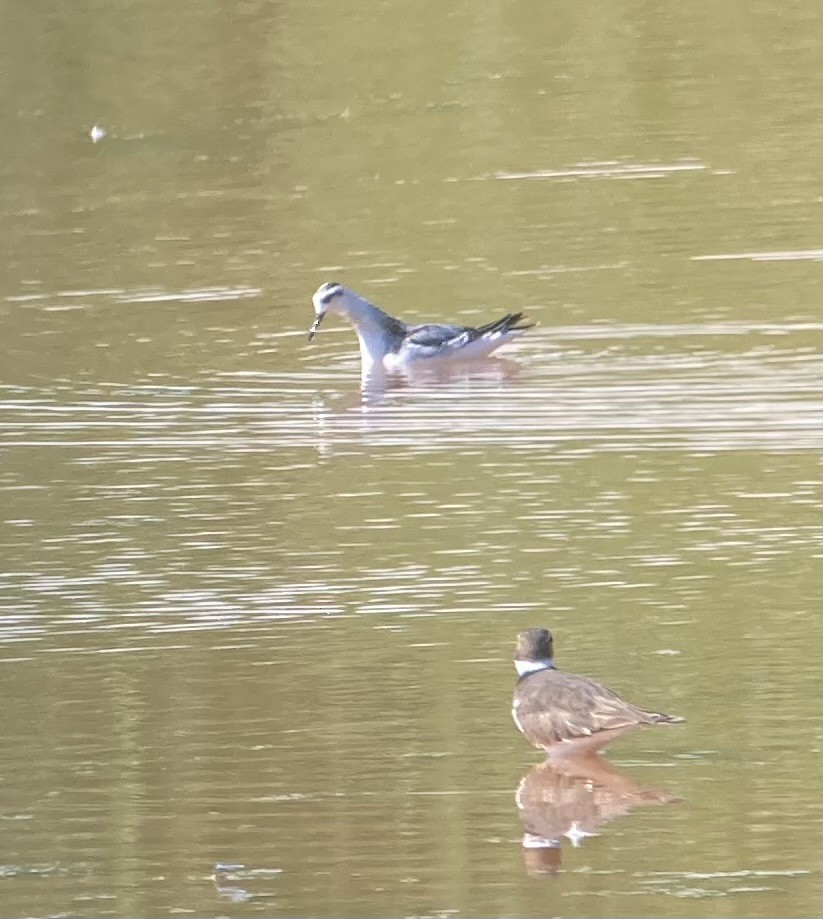 Red Phalarope - ML642032087