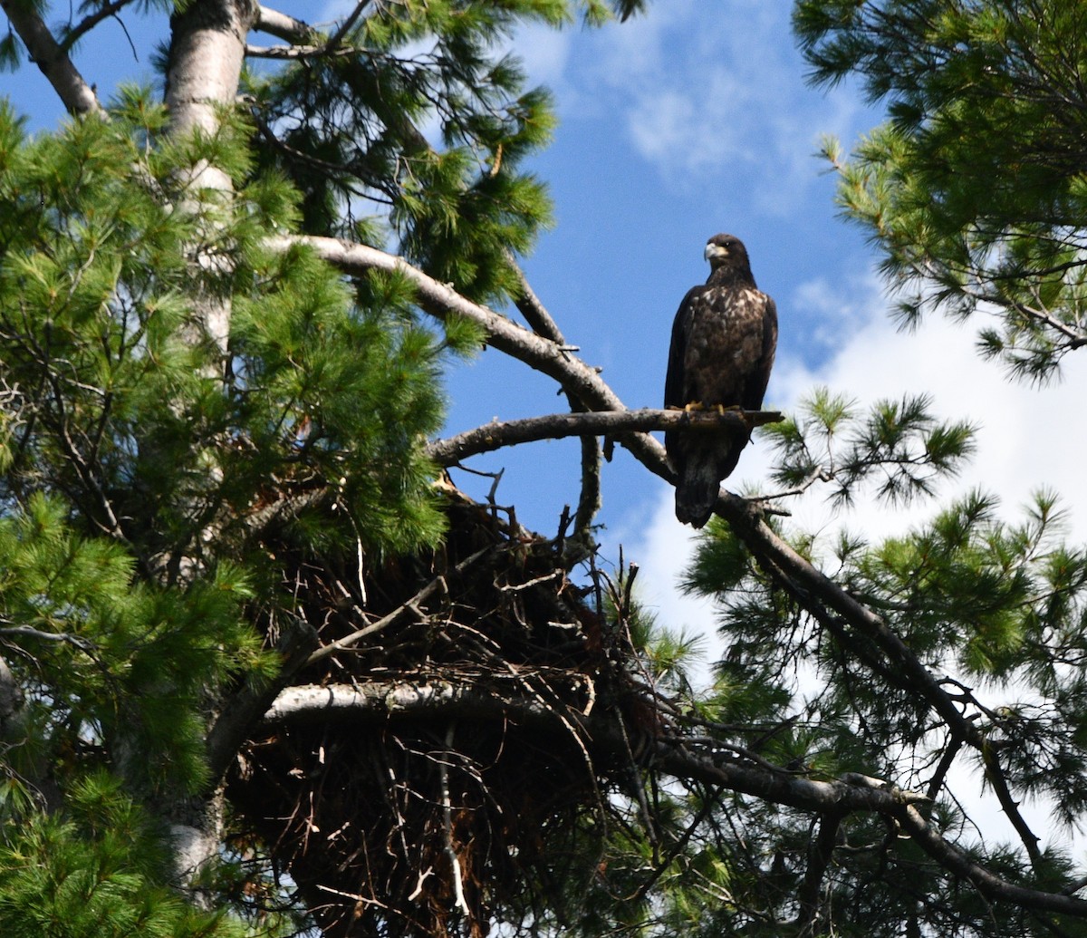 Bald Eagle - ML642032105