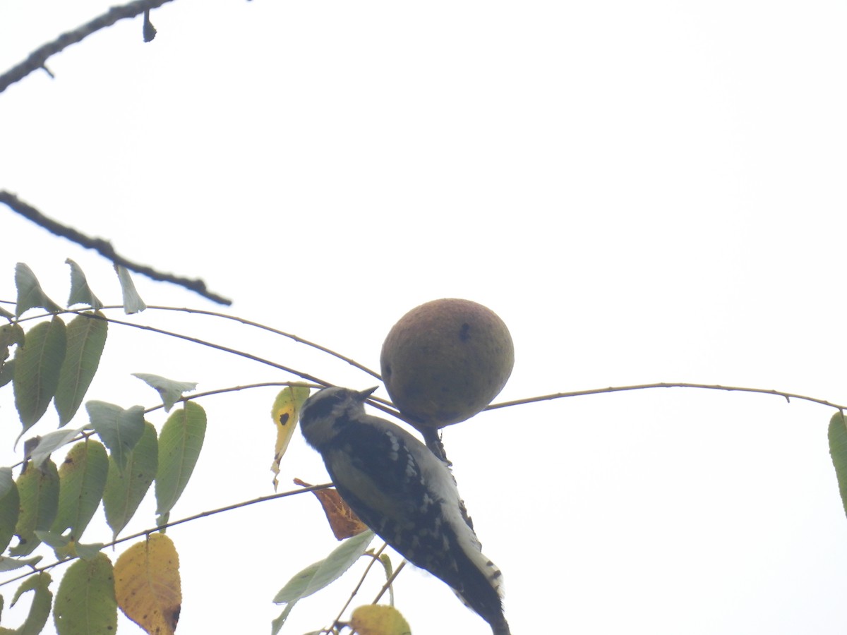 Downy Woodpecker - ML642032107