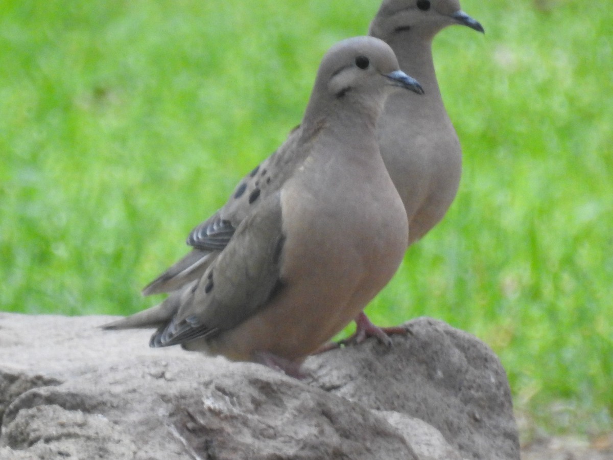 Eared Dove - ML642032108