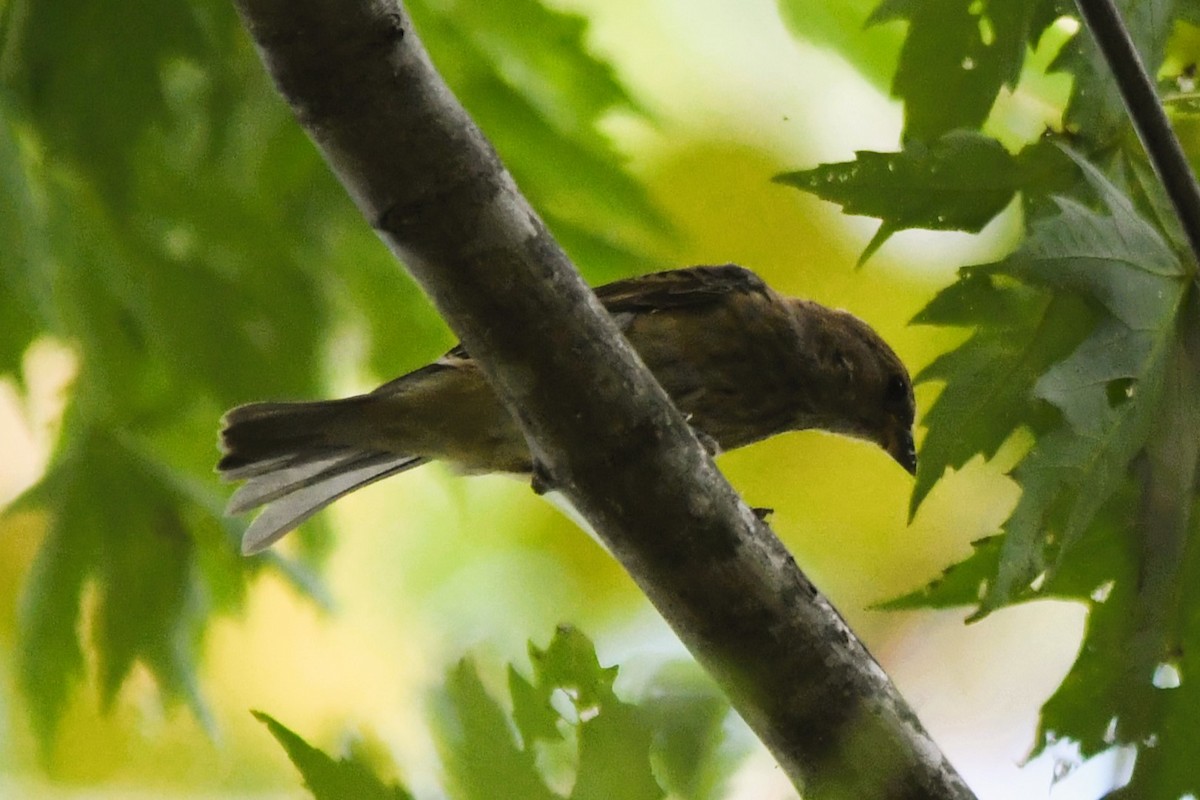 Indigo Bunting - ML642032136