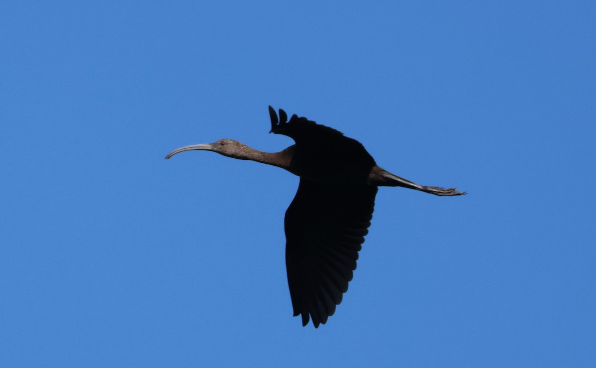White-faced Ibis - ML642032137