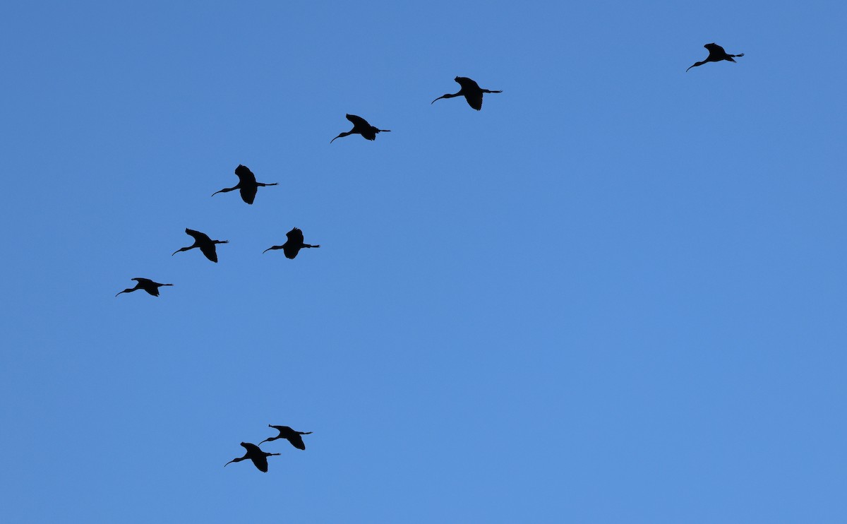 White-faced Ibis - ML642032138