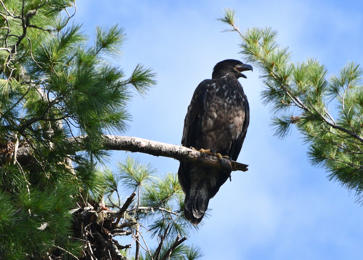 Bald Eagle - ML642032139