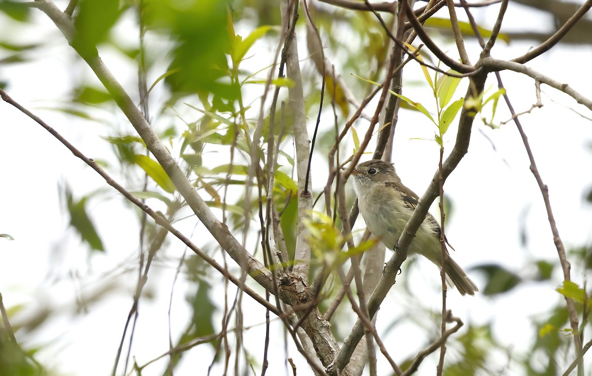 Least Flycatcher - ML642032140
