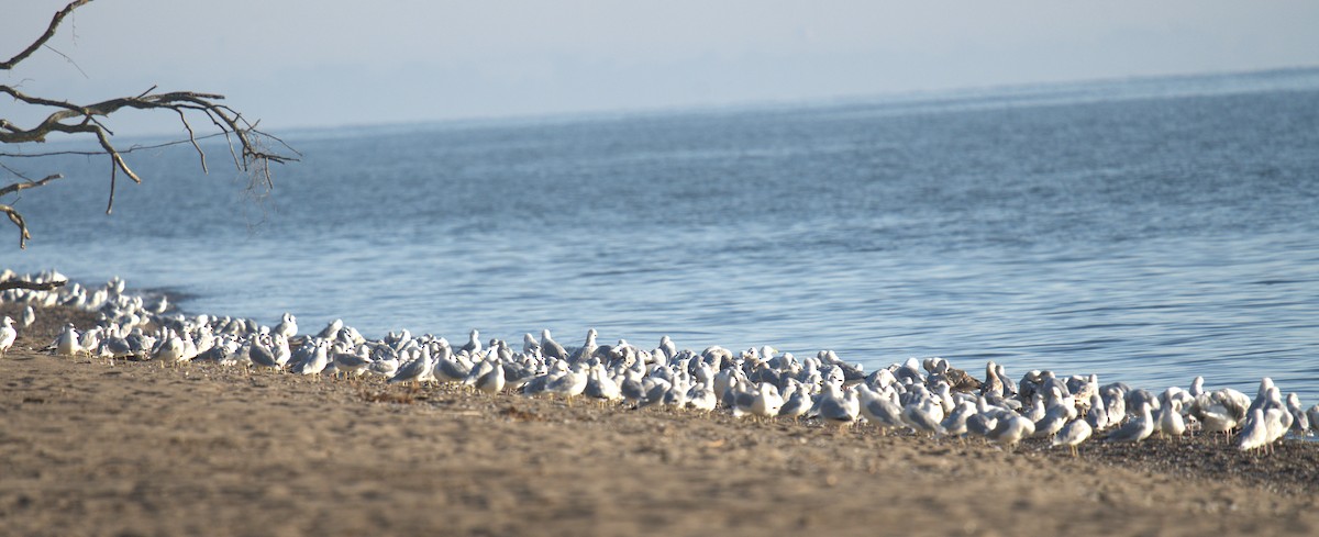 Ring-billed Gull - ML642032143