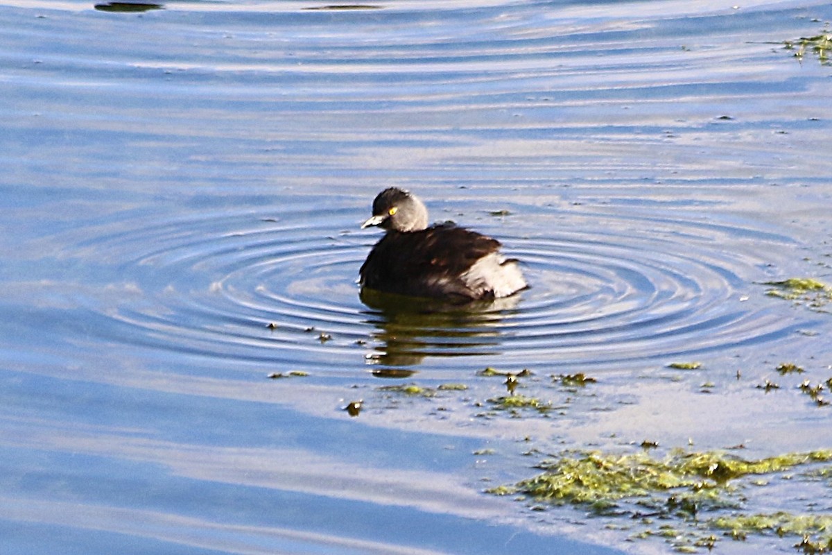 Least Grebe - ML642032144