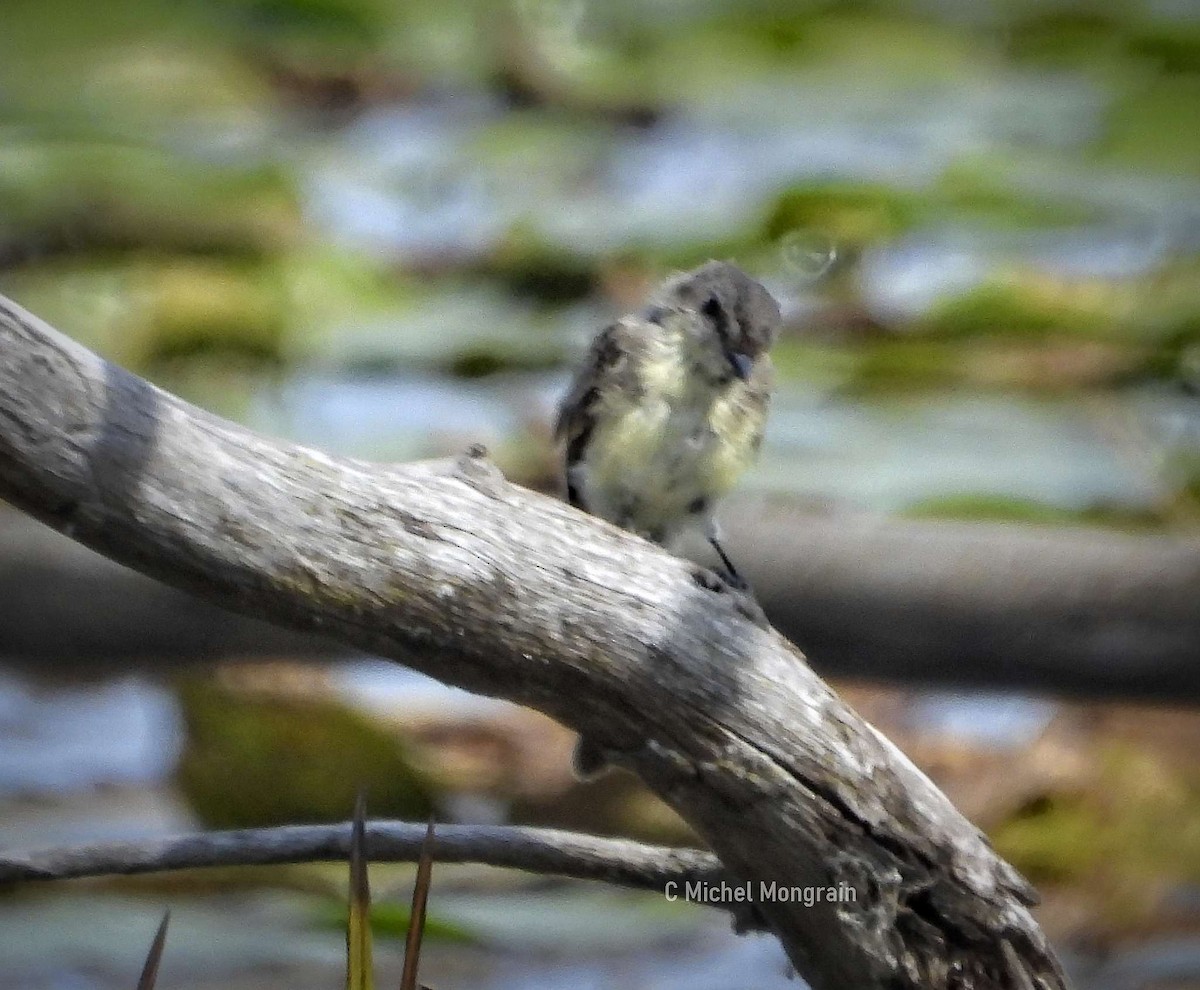 Eastern Phoebe - ML642032150