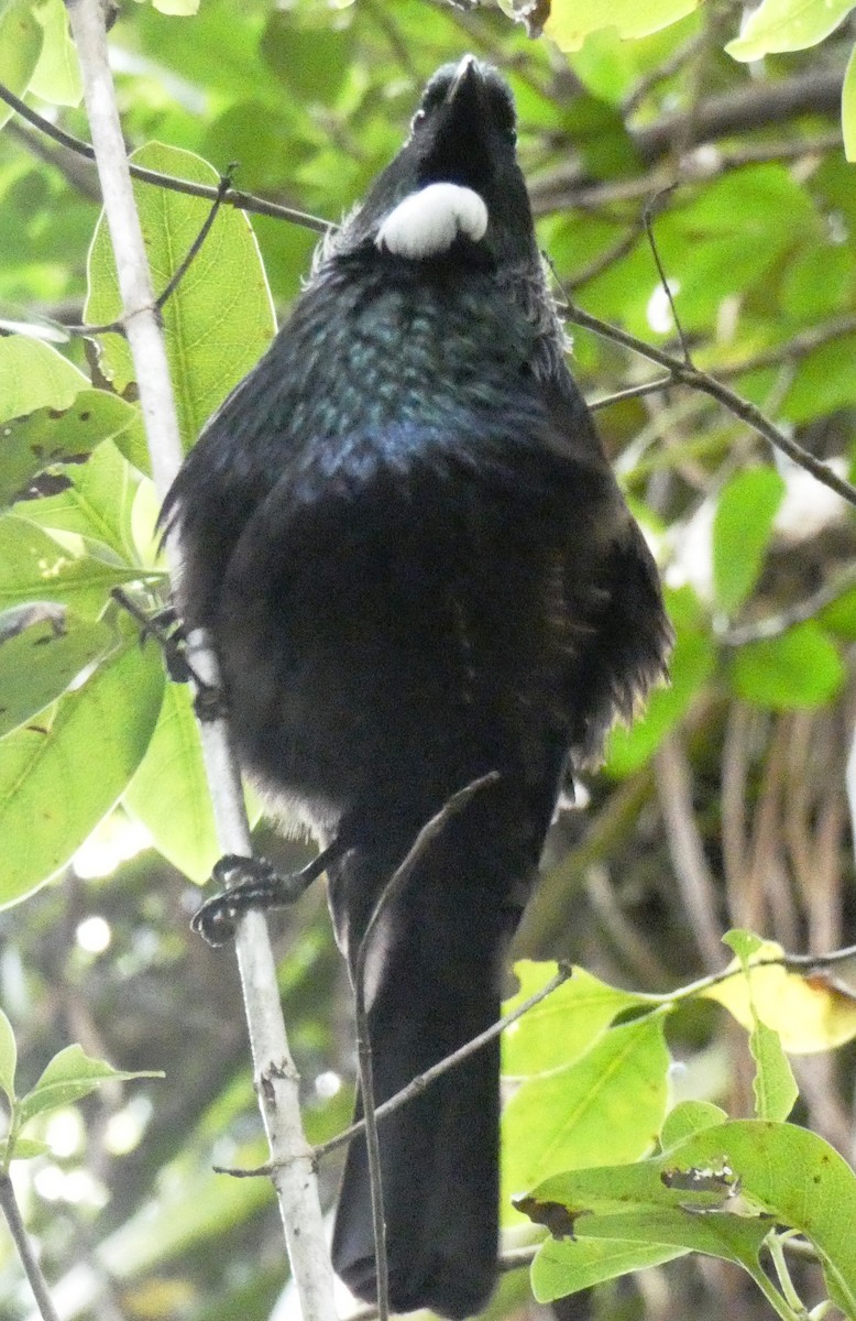 Tui - ML642032157