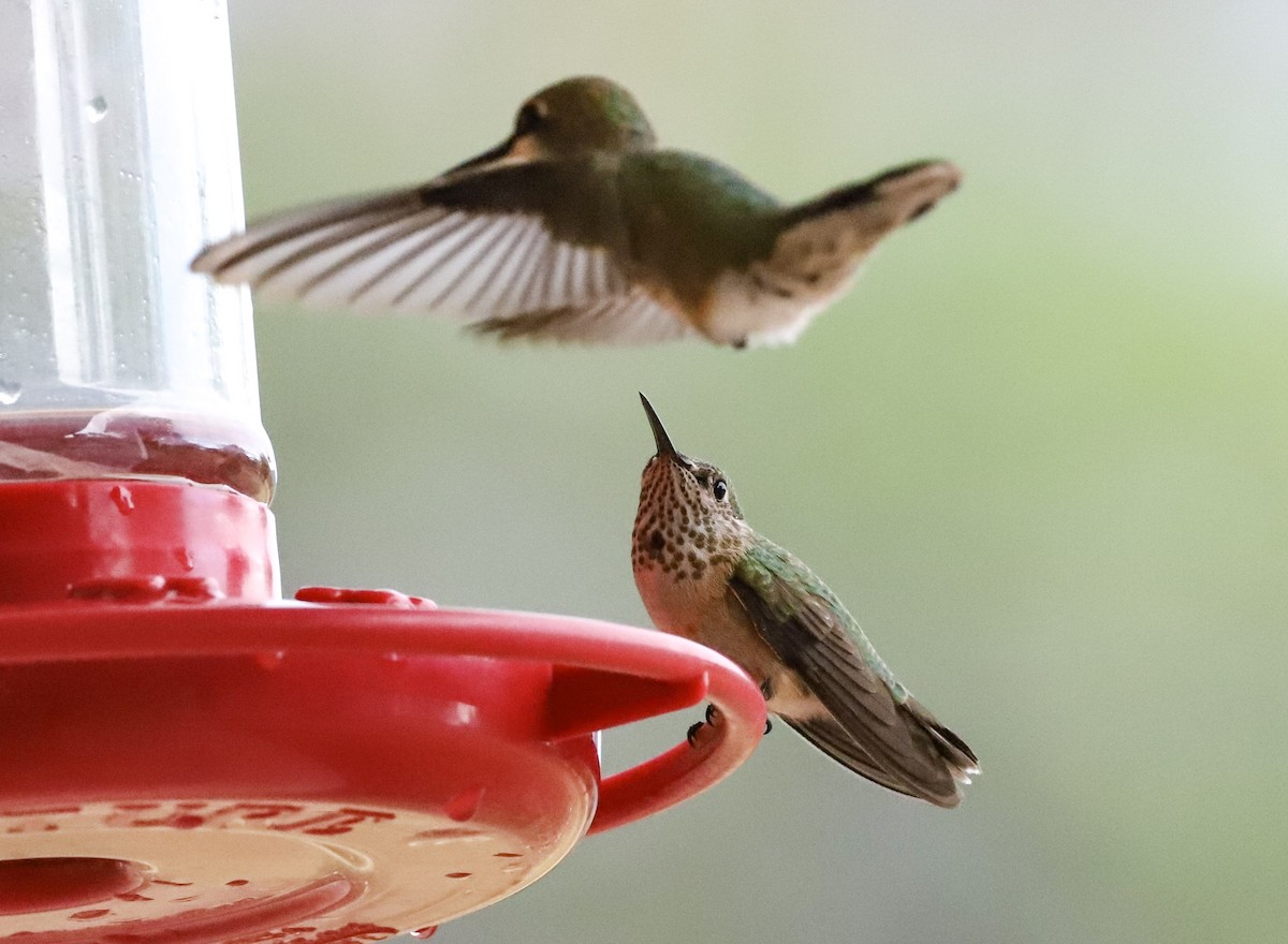 Calliope Hummingbird - ML642032188