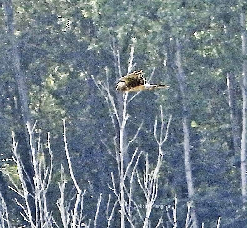 Northern Harrier - ML642032189