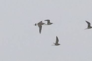 Hudsonian Godwit - ML642032212