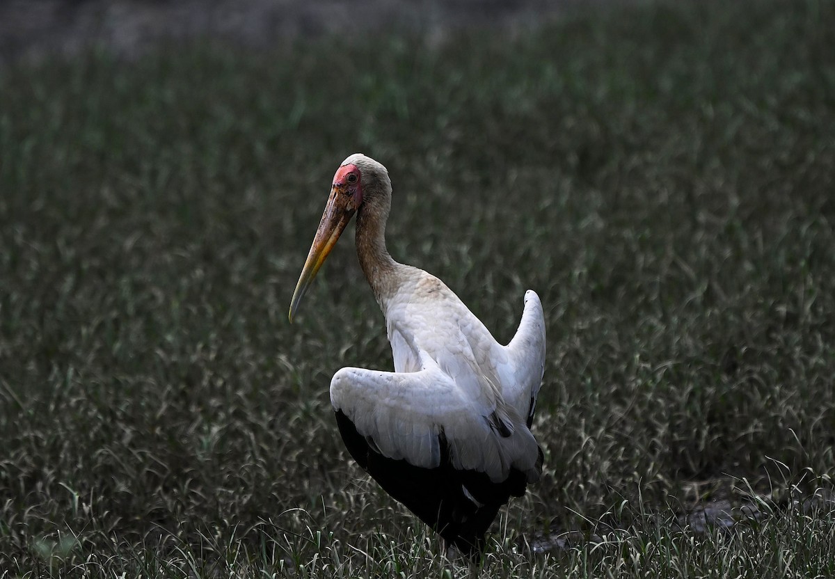 malaystork - ML642032217