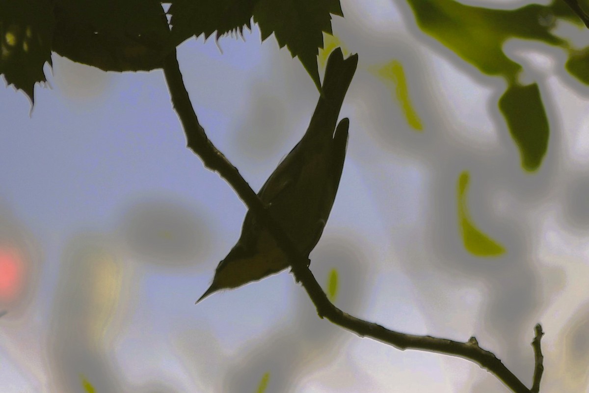 Yellow-throated Warbler - ML642032228