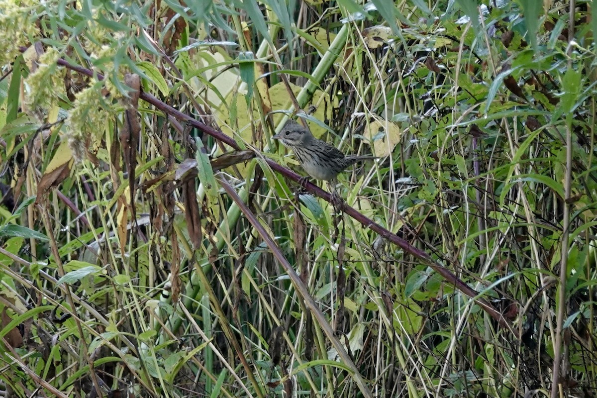 ヒメウタスズメ - ML642032234