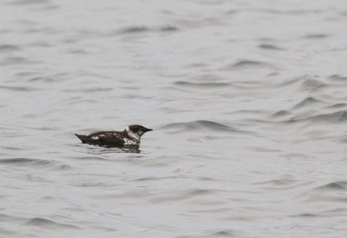 Marbled Murrelet - ML642032238