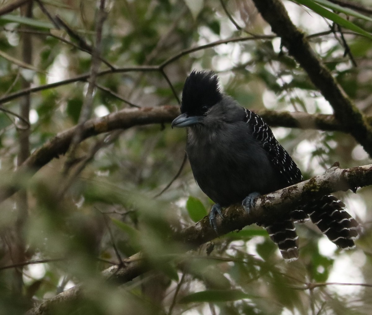 Giant Antshrike - ML642032239