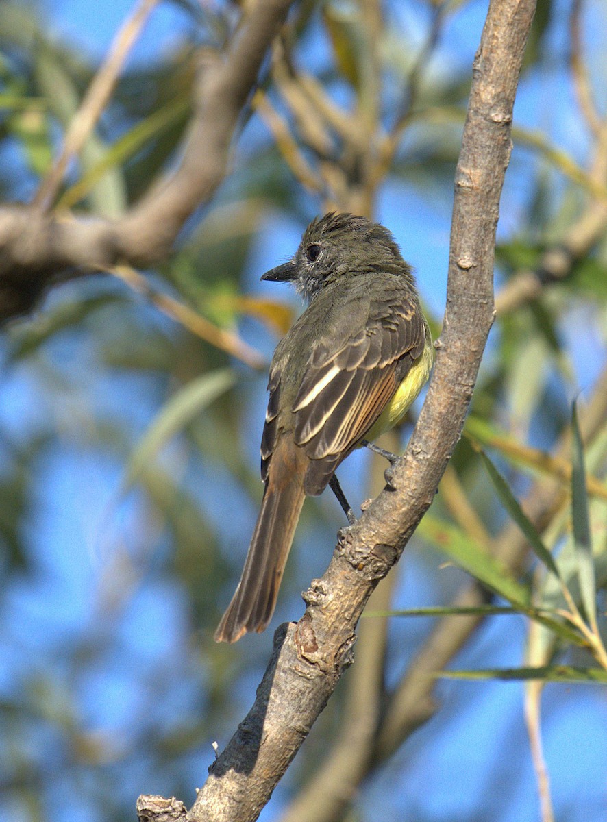 Great Crested Flycatcher - ML642032242