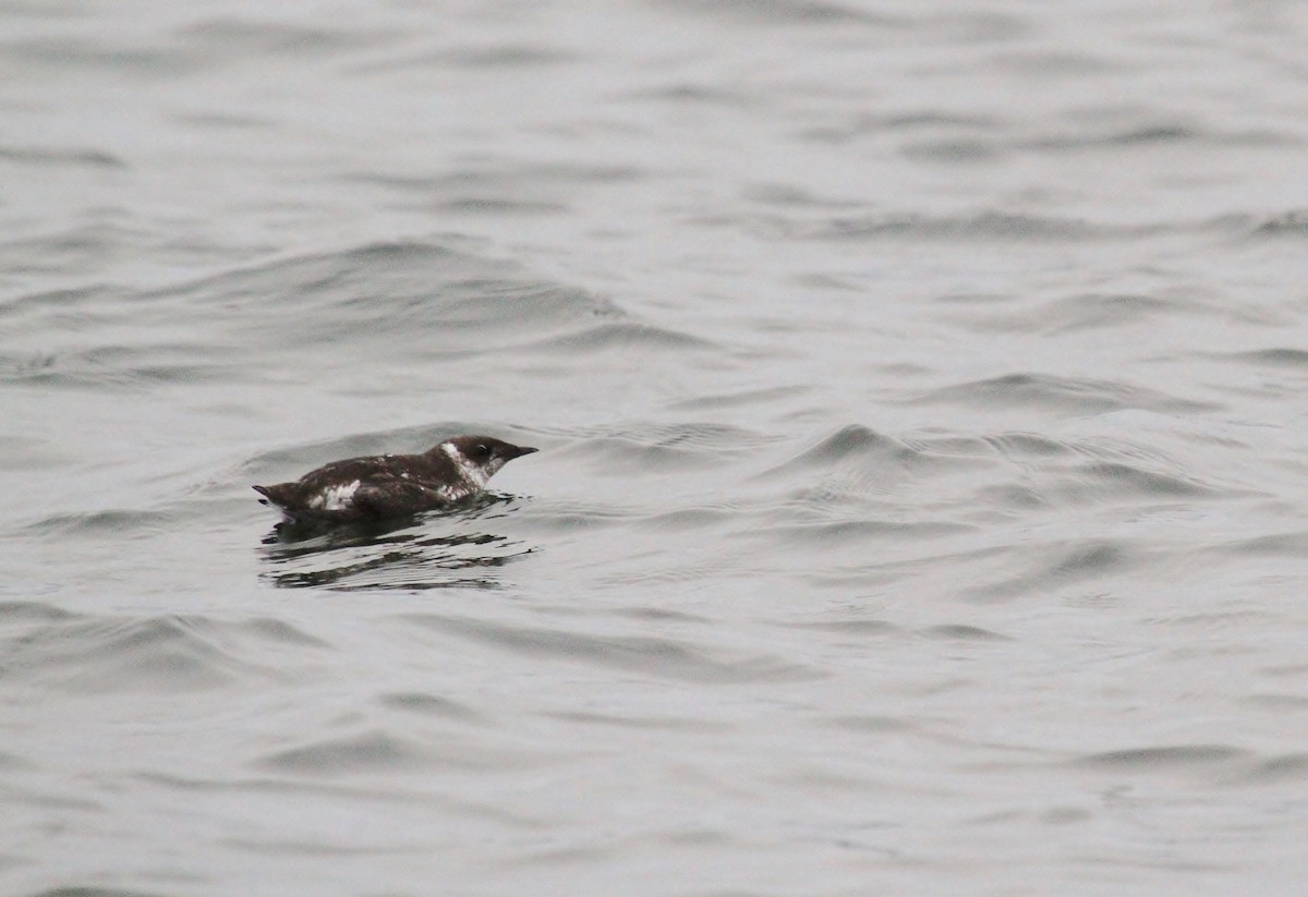 Marbled Murrelet - ML642032244