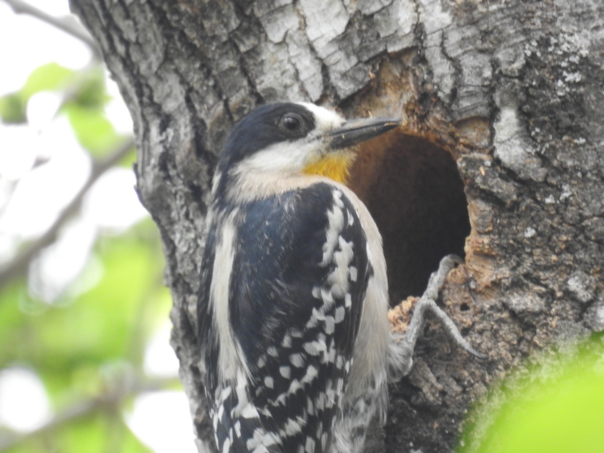 White-fronted Woodpecker - ML642032248