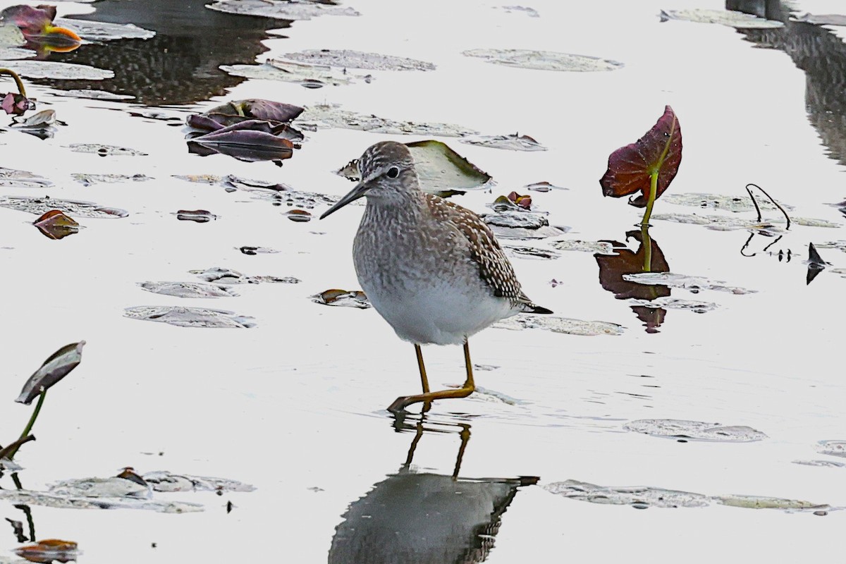 gulbeinsnipe - ML642032251
