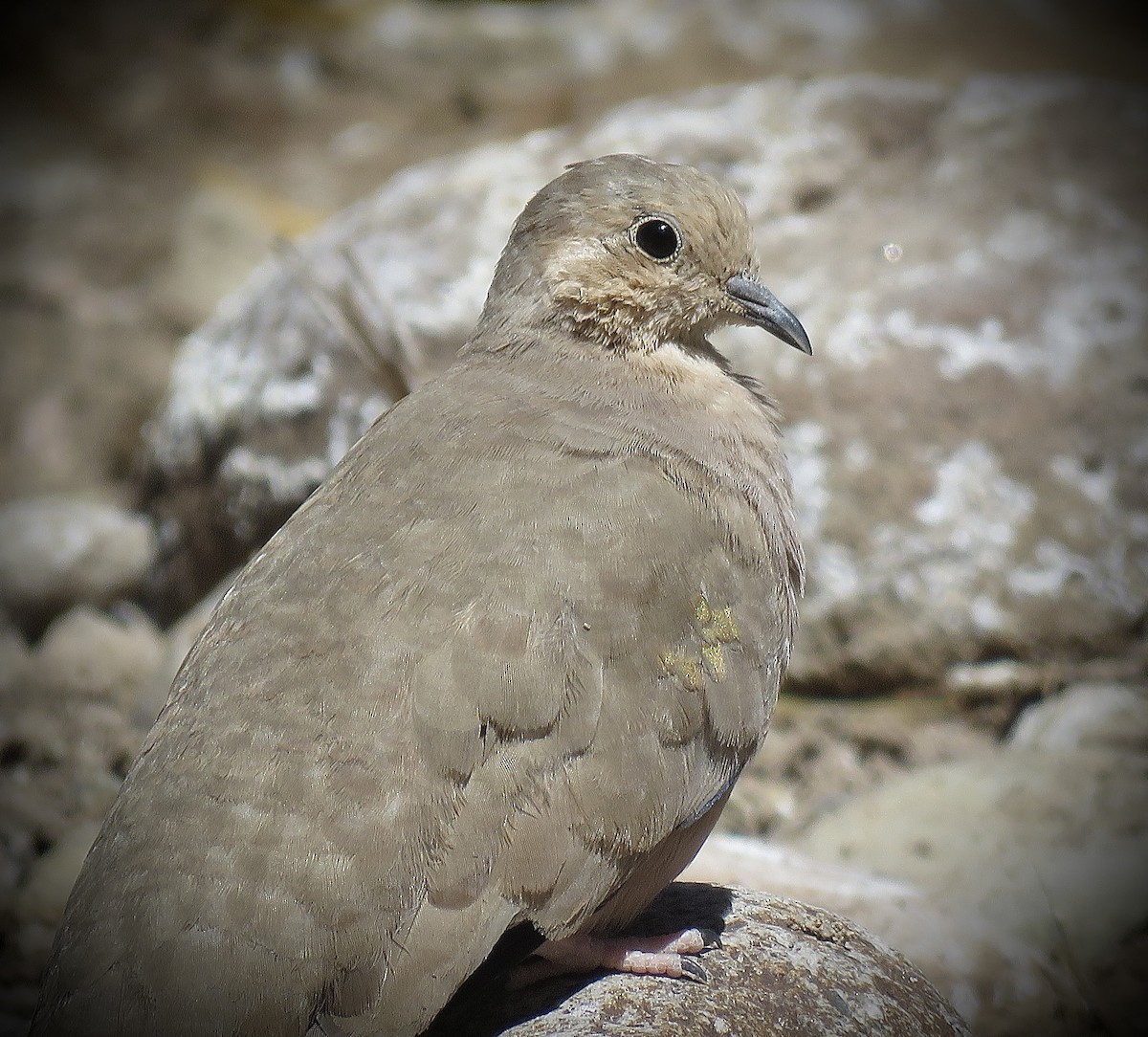 Golden-spotted Ground Dove - ML642032258