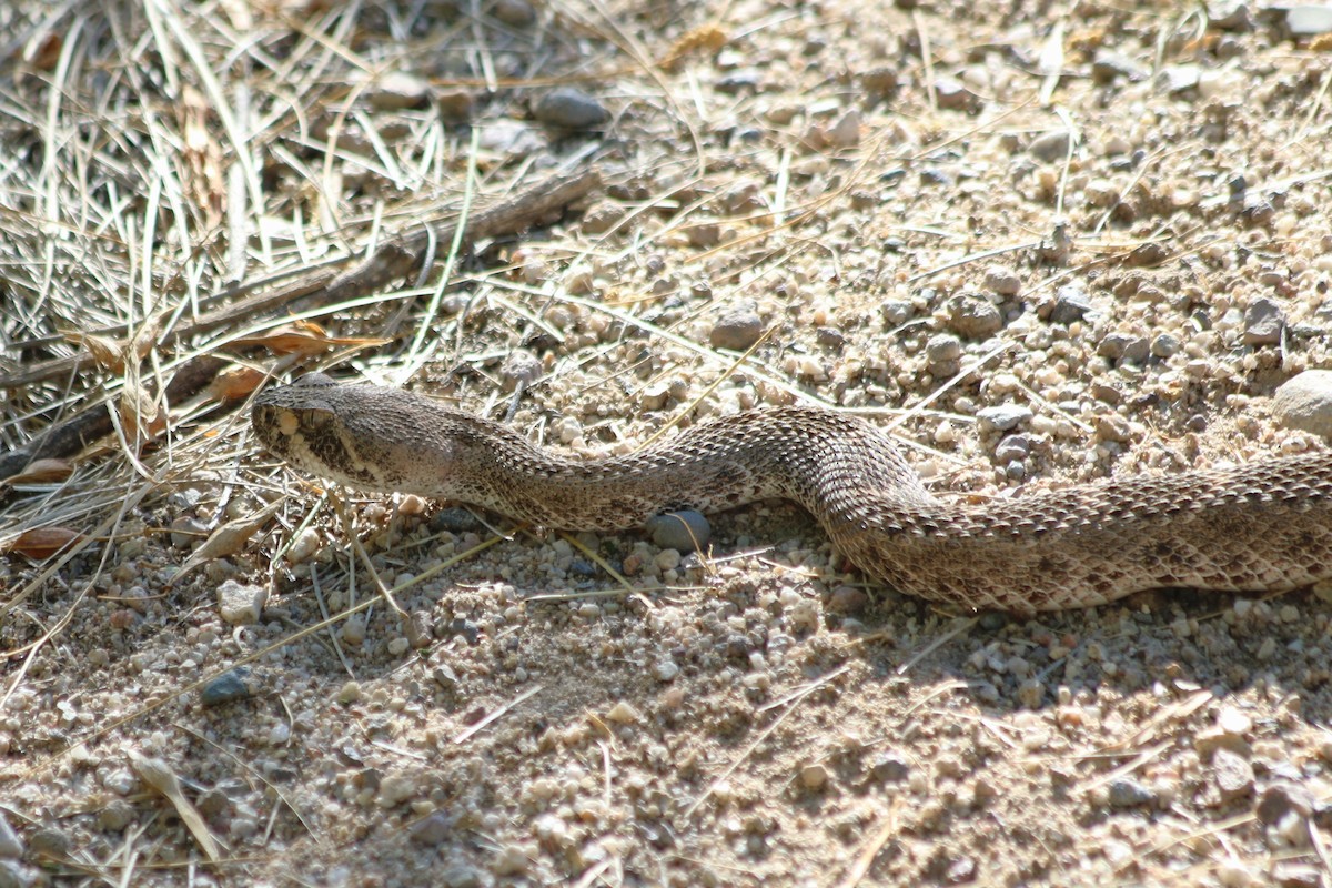 Animals - ML642032265