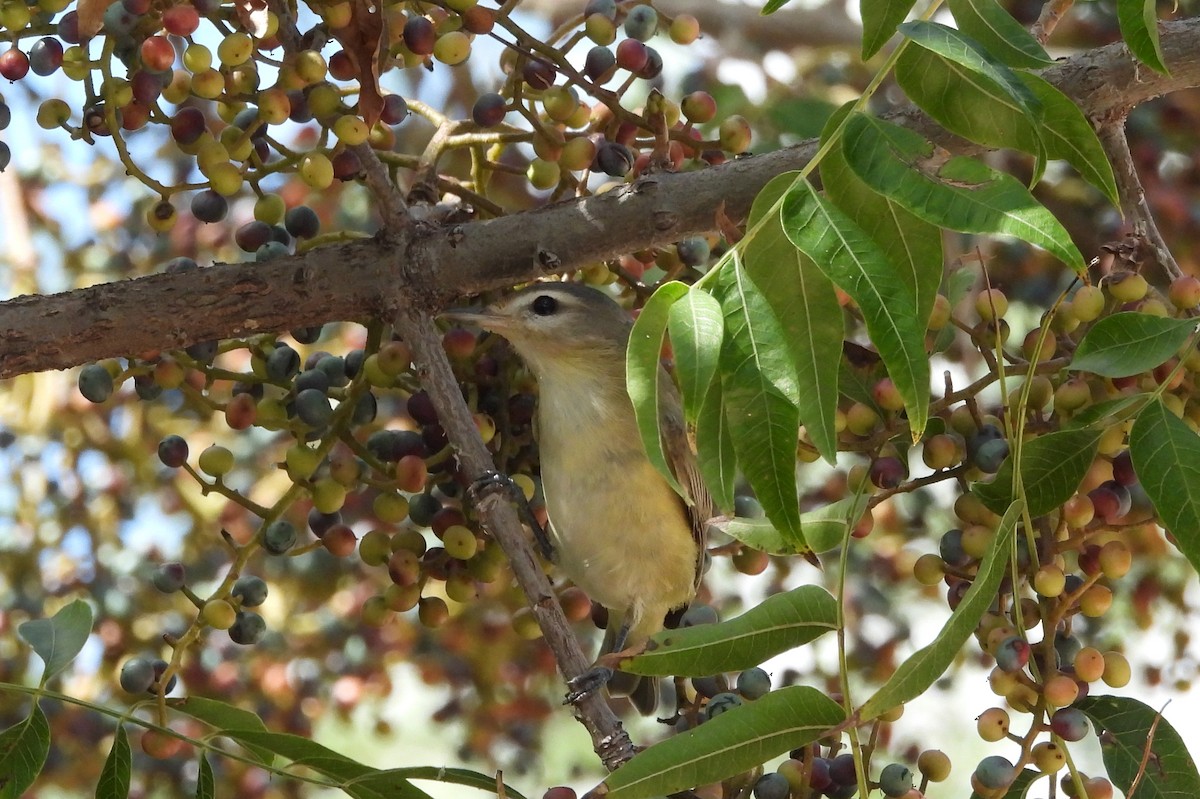 Vireo Gorjeador - ML642032269