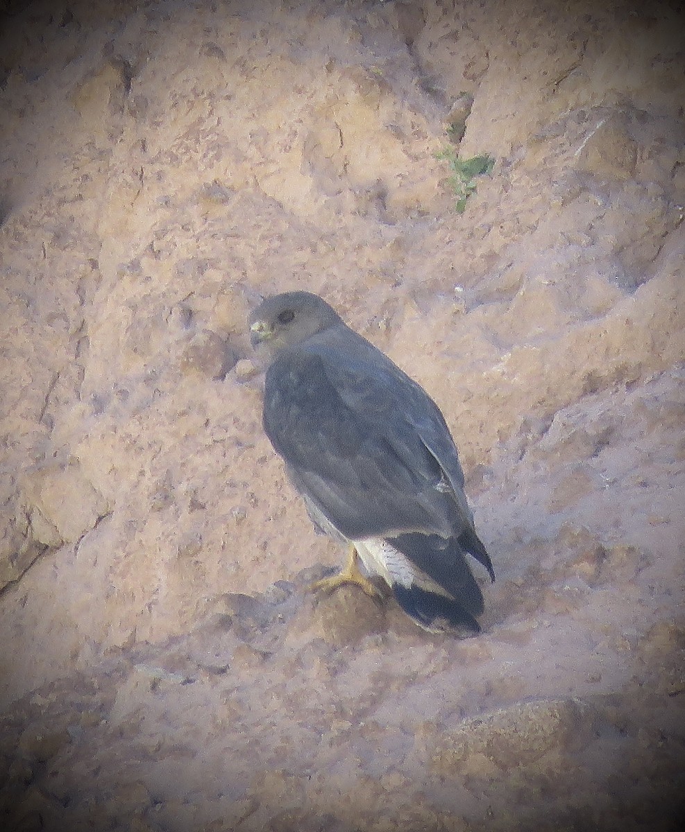 Variable Hawk - ML642032270