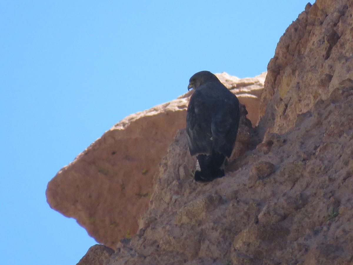 Variable Hawk - ML642032271