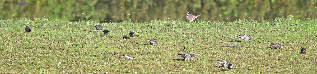 European Starling - ML642032273