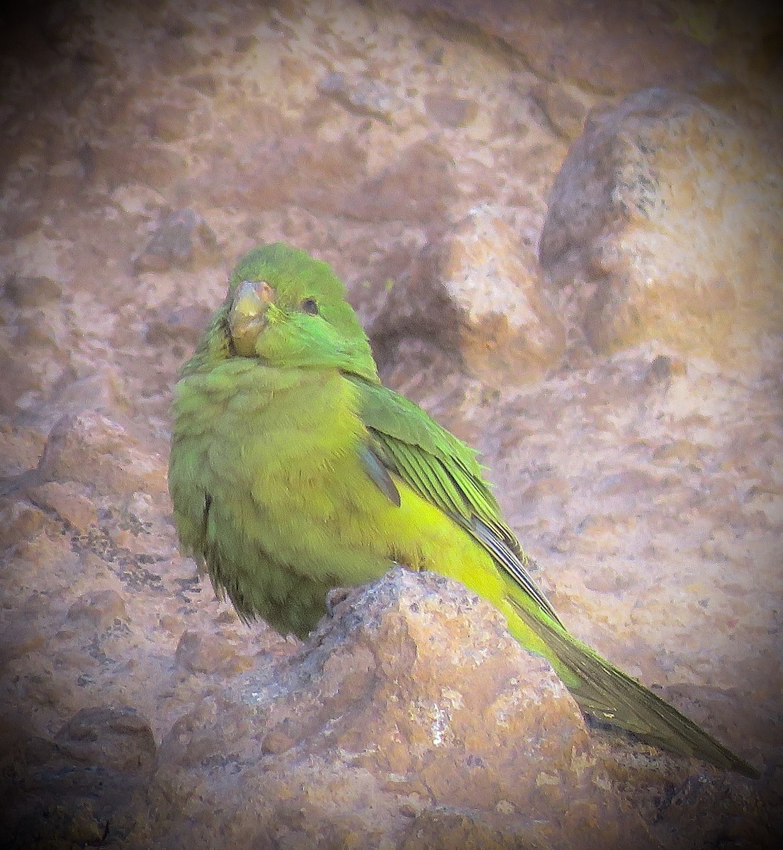 Mountain Parakeet - ML642032277