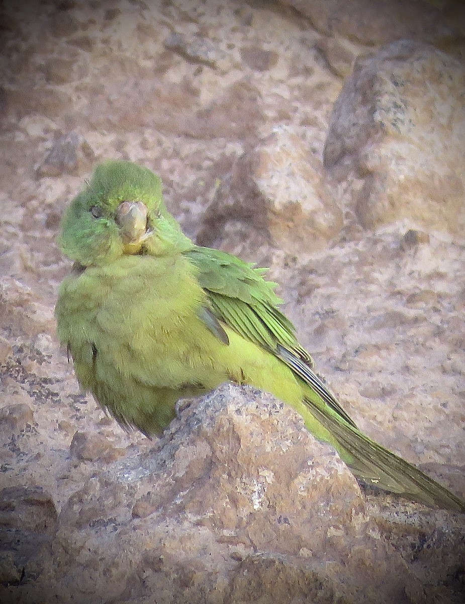 Mountain Parakeet - ML642032278