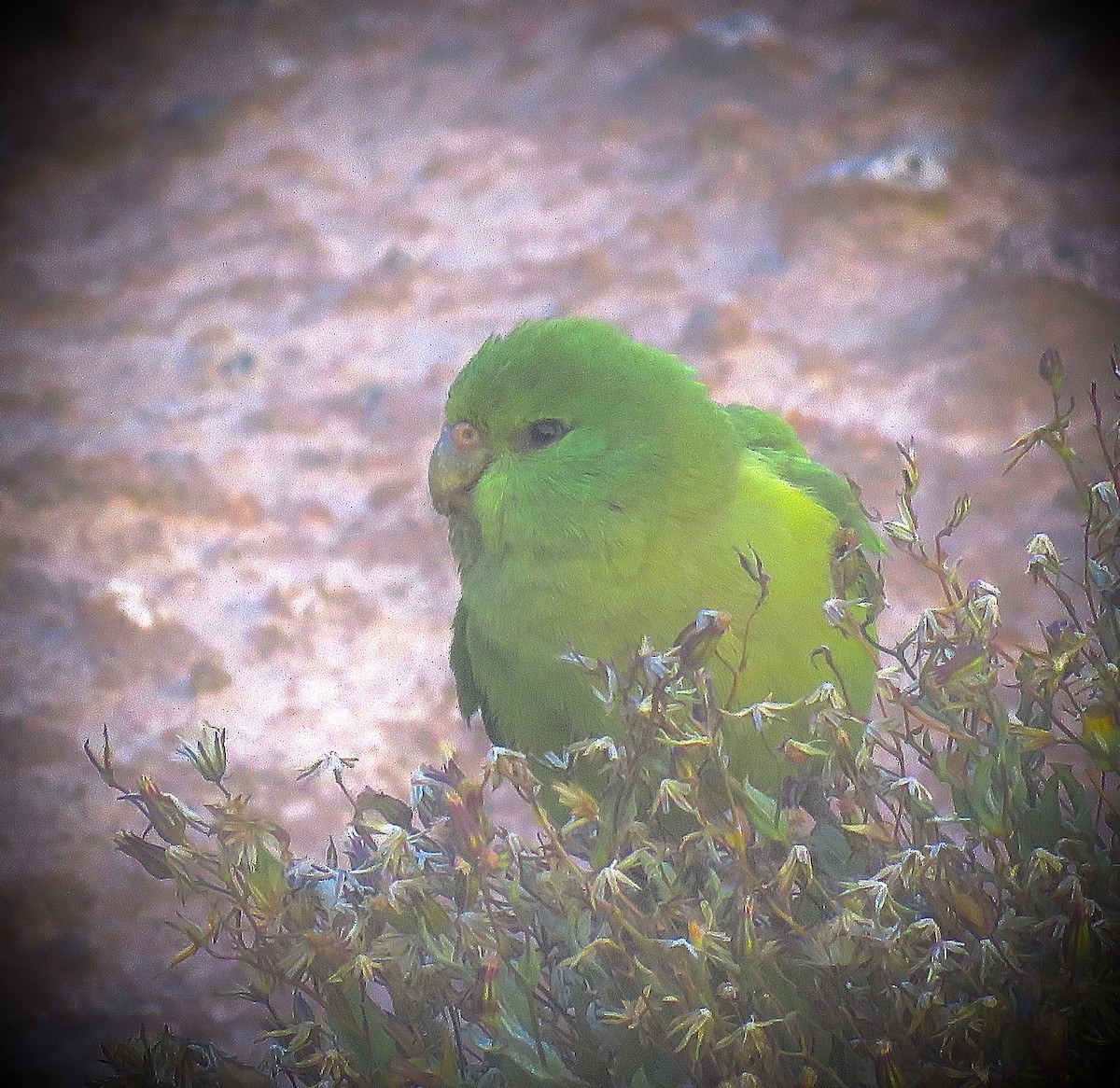 Mountain Parakeet - ML642032279