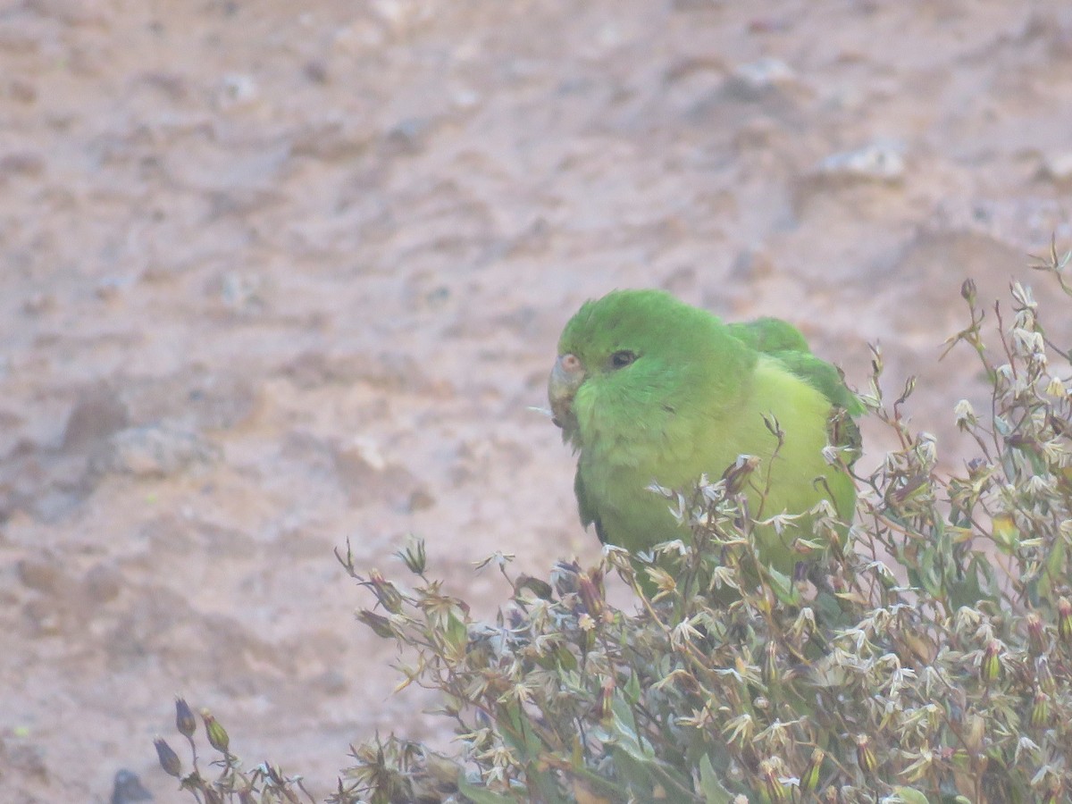 Mountain Parakeet - ML642032281